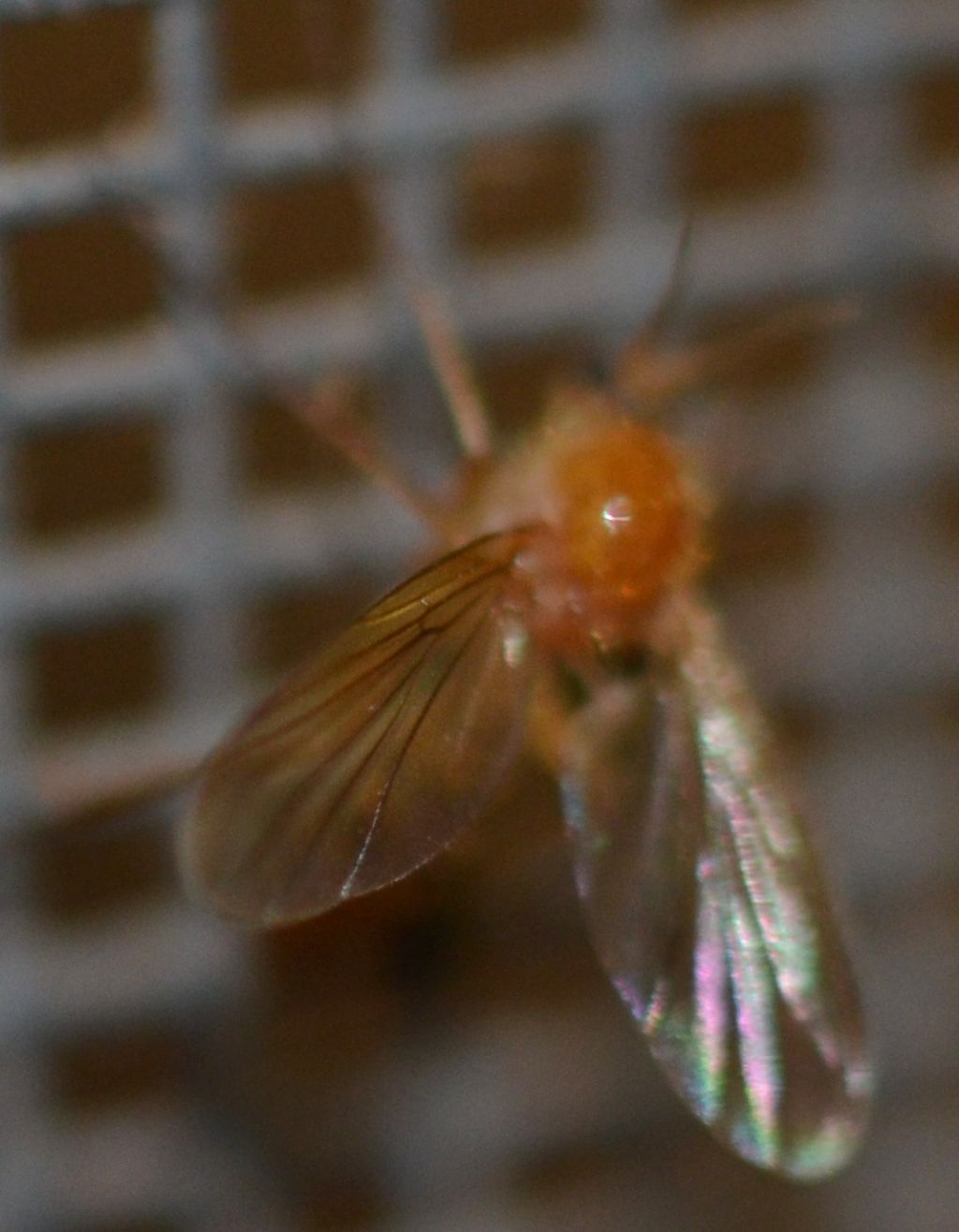Mycetophilidae